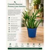 Crassula Muscosa Prenses Çamı Sukulent Saksı Bitkisi