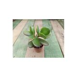 Crassula Ovata 8,5Cm Saksılı Para Ağacı Sukulent 10-20 Cm
