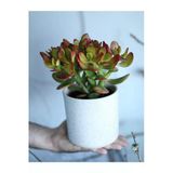Crassula Ovata Bereket Çiçeği, Beyaz Seramik Saksıda