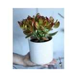 Crassula Ovata Bereket Çiçeği, Büyük Boy, Saksıda