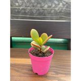 Crassula Ovata Çiçeği Fidanıpara Çiçeği 10-20 Cm