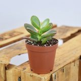 Crassula Ovata Crosby Dwarf Jade