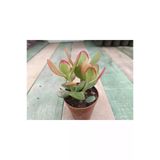 Crassula Ovata Hummels Sunset Para Ağacı 10-20 Cm