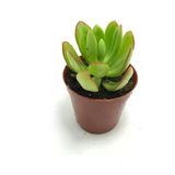 Crassula Ovata Minima Para Şans Çiçeği Fidanı 10-20 Cm