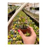 Crassula Ovata Minor Para Çiçeği Fidanı 10-20 Cm