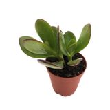 CRASSULA OVATA PARA AĞACI GENİŞ YAPRAKLI TÜR 5,5 CM SAKSIDA