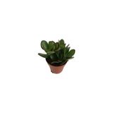Crassula Ovata Para Bitkisi Fidanı 10-20 Cm