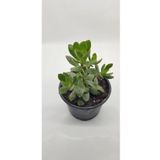 Crassula Ovata Para Çiçeği 10-20 Cm