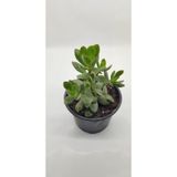 Crassula Ovata Para Çiçeği 10 Cm