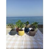 Crassula Ovata- Para Çiçeği- Bereket Bitkisi- 13-18 cm 8 aylık