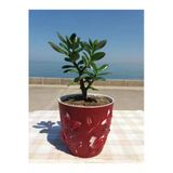 Crassula Ovata- Para Çiçeği- Bereket Bitkisi- 23-30 Cm 15 Aylık