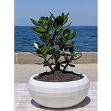 Crassula Ovata- Para Çiçeği- Bereket Bitkisi- 23-30 cm