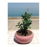 Crassula Ovata- Para Çiçeği- Bereket Bitkisi- 35-45 Cm 1,5 Yaşında