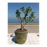 Crassula Ovata- Para Çiçeği- Bereket Bitkisi- 50-65 Cm