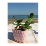 Crassula Ovata- Para Çiçeği- Bereket Bitkisi- 8-12 Cm 5 Aylık