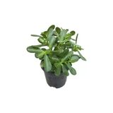 Crassula Ovata Para Çiçeği Bitkisi 10-20 Cm
