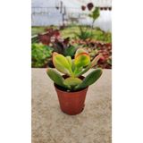 Crassula Ovata Para Çiçeği Fidanı Hummels Sunset 10-20 cm