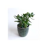 Crassula Ovata - Para Çiçeği 'Gri Saksılı'