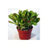 Crassula Ovata Para Çiçeği Para Ağacı Fidanı 10-20 Cm