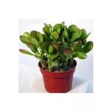 Crassula Ovata Para Çiçeği Para Ağacı Yerli Üretim 10,5 Cm