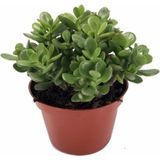 Crassula Ovata, Para Çiçeği, Şans Agaçı Jumbo Bpy