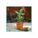 Crassula Ovata Para Çiçeği Şans Çiçeği 10-20 Cm