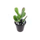 Crassula Ovata Para Çiçeği Sukulent Fidanı 10-20 Cm