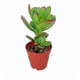 Crassula Ovata Para Çiçeği Sukulent