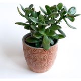Crassula Ovata - Para Çiçeği 'Turuncu Saksılı'