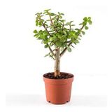 Crassula ovata (para çiçeği)