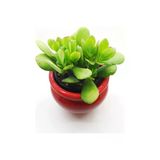 Crassula Ovata, Şans Para Ağacı Çiçeği Fidanı 10-20 Cm