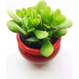 Crassula Ovata, Şans Para Ağacı Fidanı 10-20 Cm