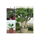 Crassula Ovata Şans Para Ağacı