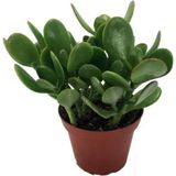 Crassula Ovata / Şans-Para Çiçeği
