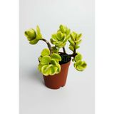 Crassula Ovata Variegata Sukulent Para Ağacı Bonsai Sarı Yeşil Yapraklı