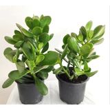 Crassula Ovata Yeşim Bitkisi Para Ağacı Şans Bitkisi 2 Adet