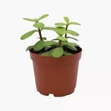 Crassula Ovata Yeşim Para Çiçeği Fidanı 10-20 Cm