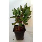 Crassula, Para Ağacı Çiçeği Fidanı 10-20 Cm