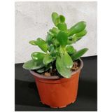 Crassula Para Çiçeği Fidanı Fidesi 10-20 Cm