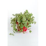 Crassula Pellucida Marginalis Sarkan Sukulent Örtücü Bitki