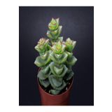 Crassula Perforata 5.5 cm mini Sukulent Saksısında Dolgun Formlu Teraryum ve Sukulent