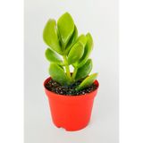 Crassula Portulacea Para Çiçeği Yeşim Bitkisi Büyük Boy