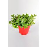 Crassula Rogersii Sarkan Sukulent Minik Yeşil Kadife Yapraklı | 8.5 cm Kırmızı Saksı, Sarkan Sukulent, Kadife Yapraklı, Minik Boy, İç Mekan Bitkisi