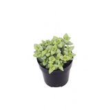 Crassula Rupestris Sukulent