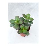 Crassula SRD03022025BYB916 Ovata Sukulent