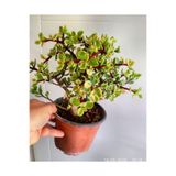 Crassulaovata Çiçeği -Bonsaı- Dolgun Form- Para Çiçeği