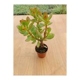 Crasula Ovata Minor Para Çiceği Fidanı 10-20 Cm