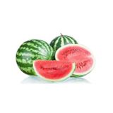 Crimson Sweet Karpuz Tohumu 15 Adet Tohum