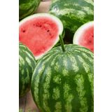 Crimson Sweet Karpuz Tohumu / 5+ Adet Tohum