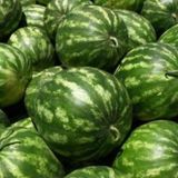 Crımson Sweet Tatlı Karpuz Tohumu 1000+ Tohum